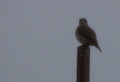 Muscicapa sibirica