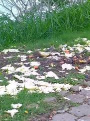 Melanerpes aurifrons