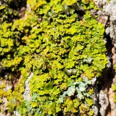 Candelaria concolor