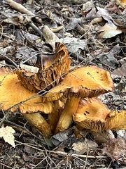 Gymnopilus