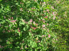 Lonicera