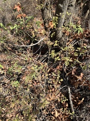 Fraxinus dipetala