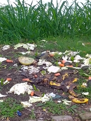 Melanerpes aurifrons