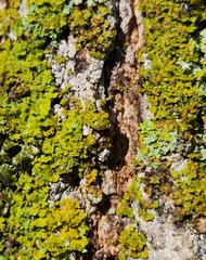 Candelaria concolor