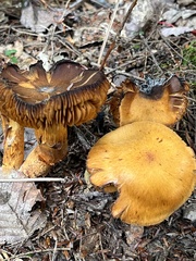 Gymnopilus