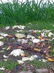 Melanerpes aurifrons