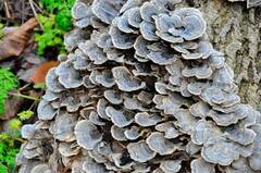 Trametes versicolor