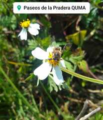 Bidens odorata