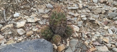 Cactoideae