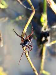 Corinnidae