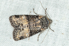 Lacinipolia olivacea