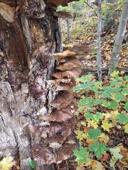 Ganoderma applanatum