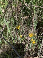 Sisyrinchium graminifolium