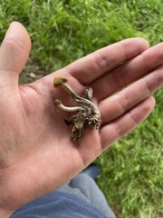 Psilocybe ovoideocystidiata