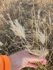 Bothriochloa laguroides