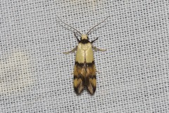 Temnogyropa stenomorpha