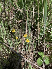 Sisyrinchium graminifolium