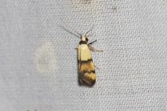 Temnogyropa stenomorpha