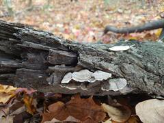 Trametes versicolor