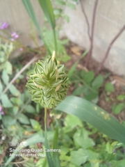 Phalaris canariensis