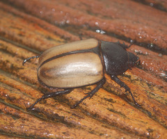 Eupatorus gracilicornis