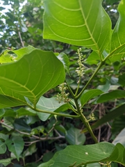 Allophylus timorensis