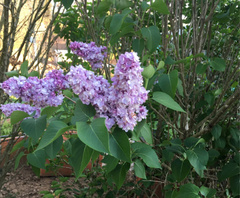 Syringa