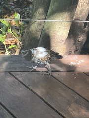 Gallirallus philippensis