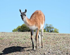 Lama guanicoe