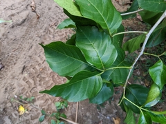 Allophylus timorensis