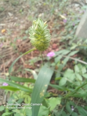 Phalaris canariensis