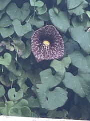 Aristolochia littoralis