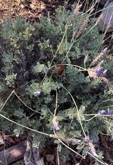 Lavandula multifida
