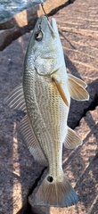 Sciaenops ocellatus