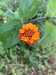 Lantana