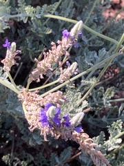 Lavandula multifida