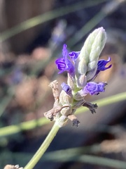 Lavandula multifida