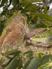 Hyphantria cunea