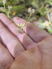Sanicula canadensis