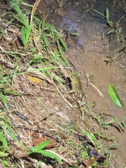 Incilius coniferus