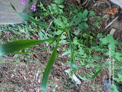 Phalaris canariensis