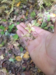 Sanicula canadensis