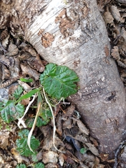 Rubus geoides