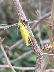 Oecanthus argentinus