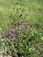 Echium