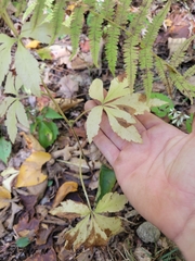 Sanicula canadensis