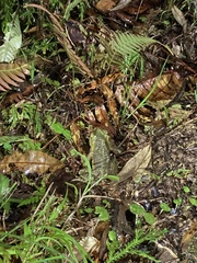 Incilius coniferus