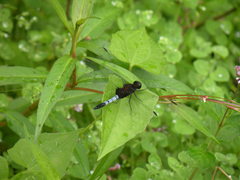 Erythrodiplax abjecta