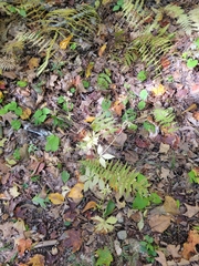 Sanicula canadensis