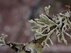 Hypogymnia tubulosa